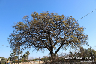 Quercia Marchesana